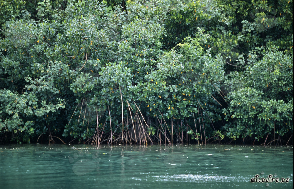 Manglares rojos magníficos en el río Qara-ni-Qio en Fiji