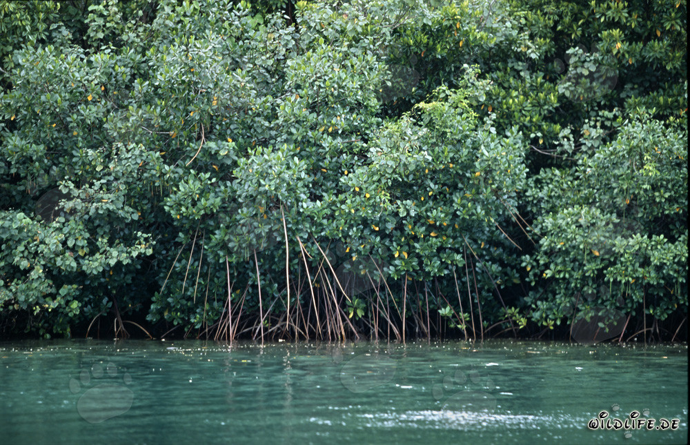Mangroves rouges magnifiques sur la rivière Qara-ni-Qio aux Fidji