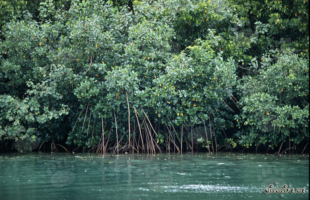 Mangrovie rosse meravigliose sul fiume Qara-ni-Qio alle Figi