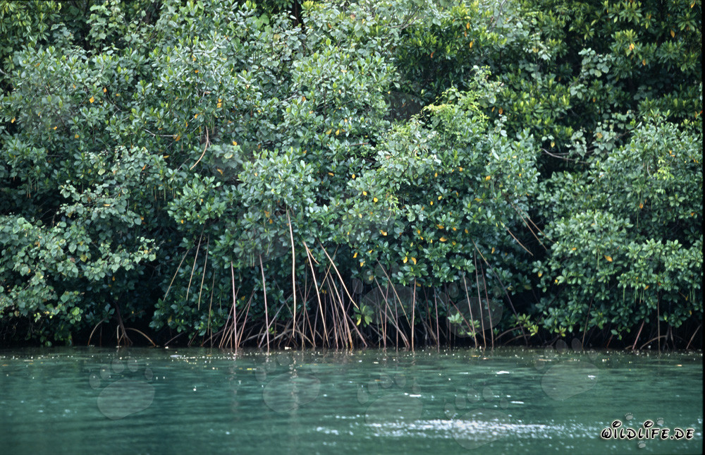 Glorious Red Mangroves at Qara-ni-Qio River in Fiji