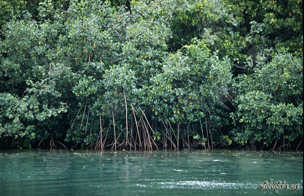 Prachtvolle Rote Mangroven am Qara-ni-Qio River in Fiji