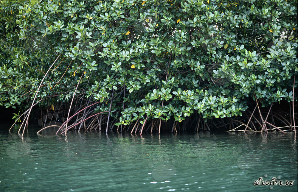 Mangroves rouges dans l'eau verdâtre de la rivière Qara-ni-Qio