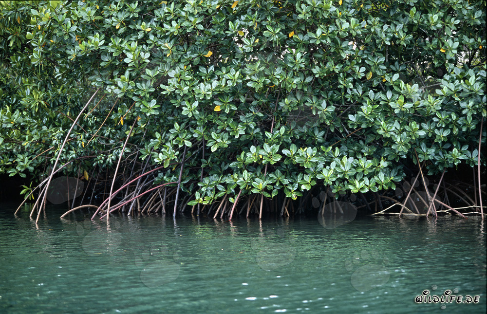 Mangrovie rosse nell'acqua verdognola del fiume Qara-ni-Qio