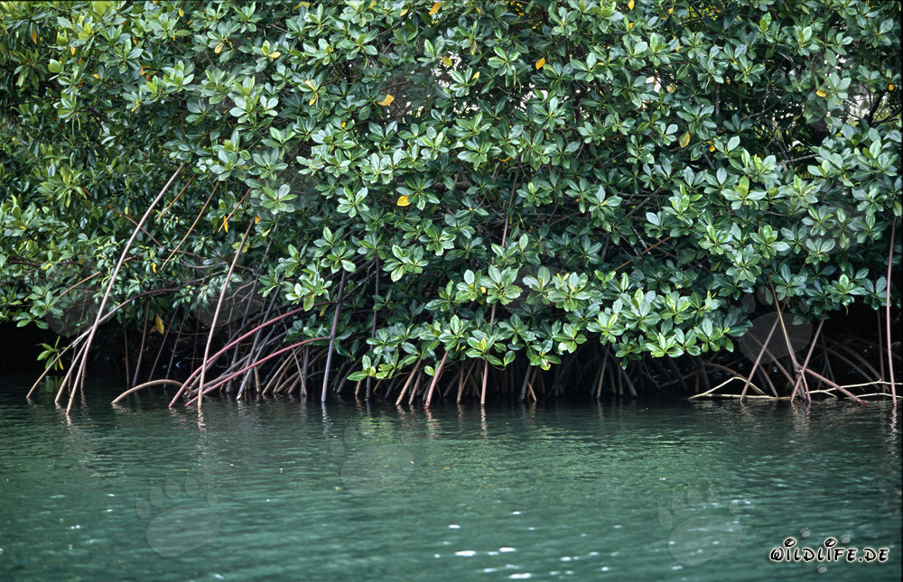 Red Mangrove in the greenish waters of the Qara-ni-Qio River