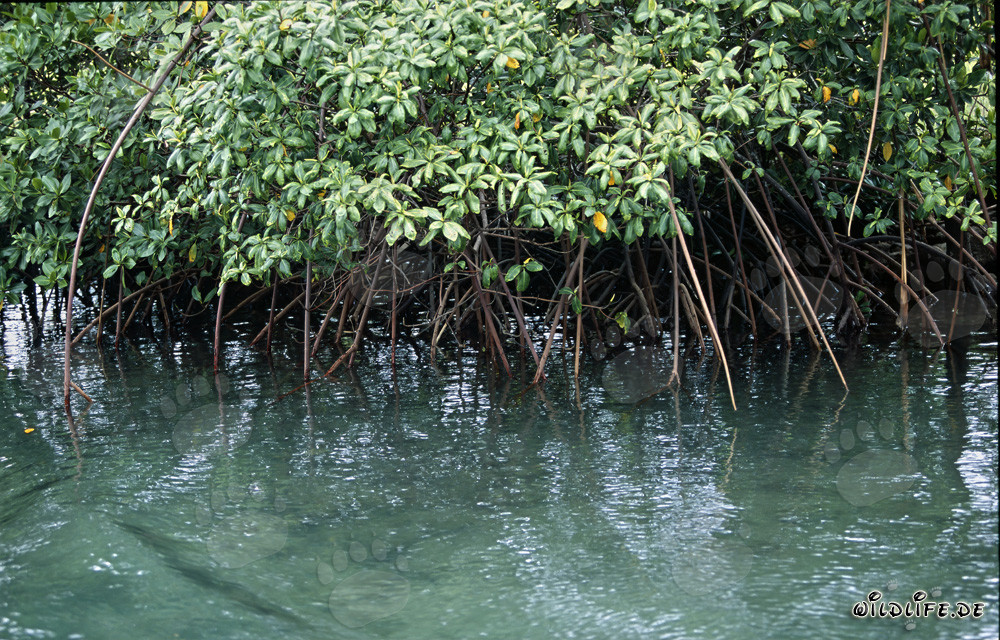 Mangroves rouges sur les rives de la rivière Qara-ni-Qio