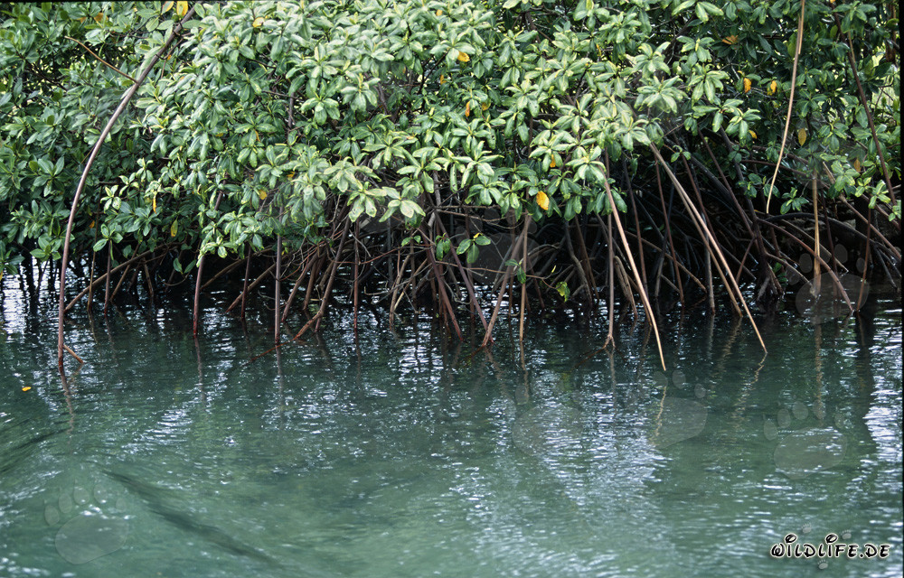 Mangrovie rosse sulle rive del fiume Qara-ni-Qio