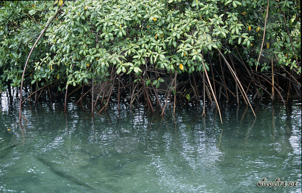 Rote Mangroven am Ufer des Qara-ni-Qio River
