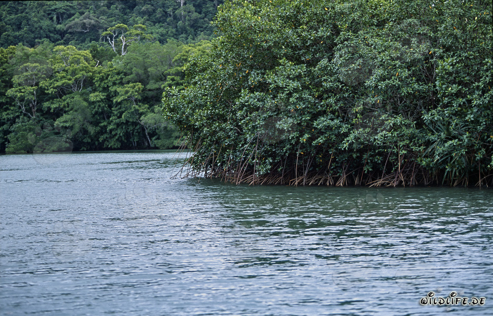 Mangles rojos y selva tropical en el río Qara-ni-Qio en Fiji