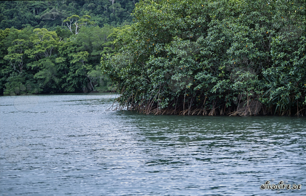 Mangroves rouges et forêt tropicale le long de la rivière Qara-ni-Qio aux Fidji