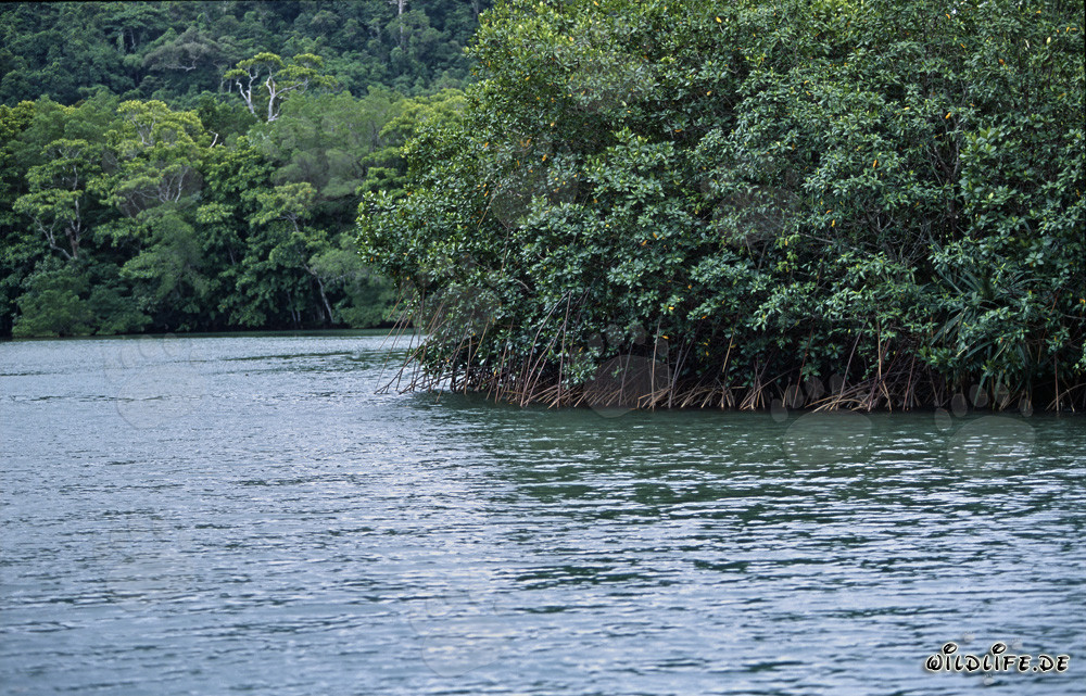 Red Mangroves and Rainforest at Qara-ni-Qio River in Fiji