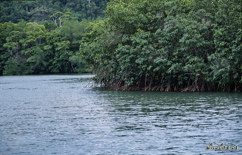 Rote Mangroven und Regenwald am Qara-ni-Qio River auf Fiji