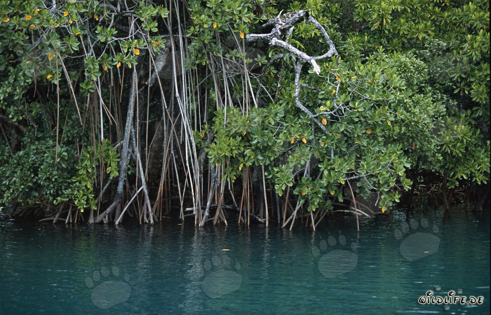 Density mangroves at Qara-ni-Qio River