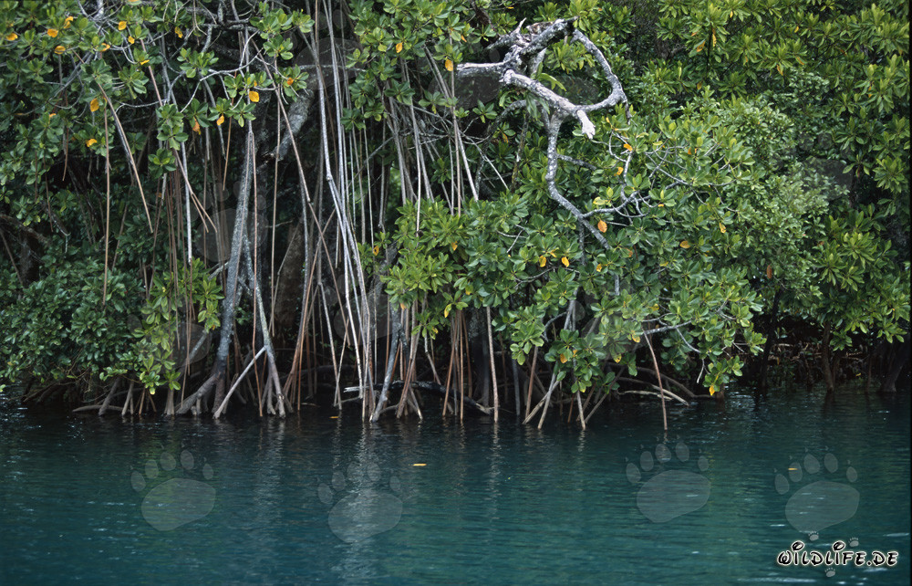 Manglares densos en el río Qara-ni-Qio