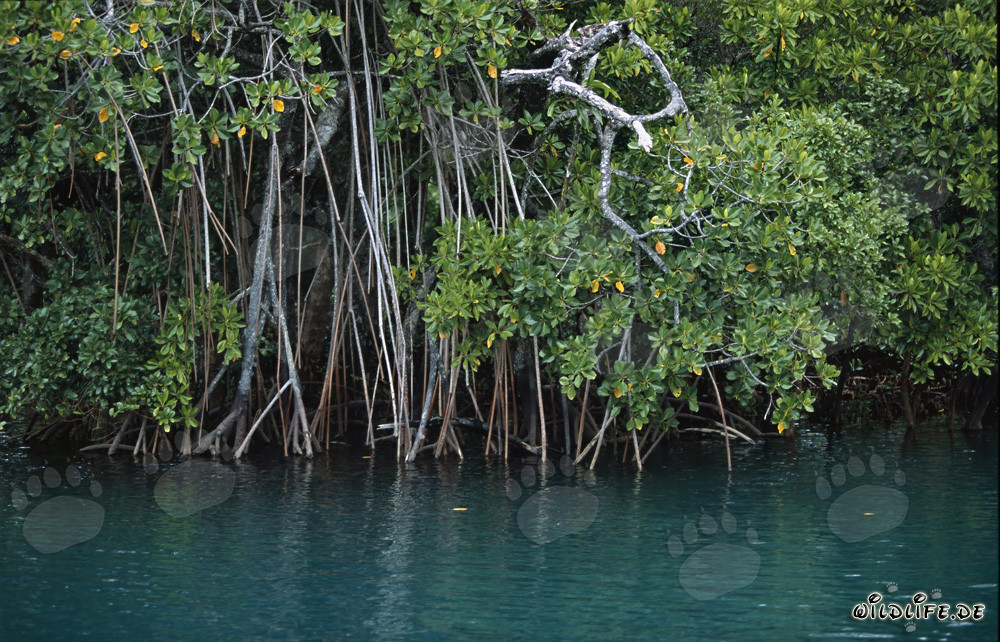 Mangroves denses sur la rivière Qara-ni-Qio