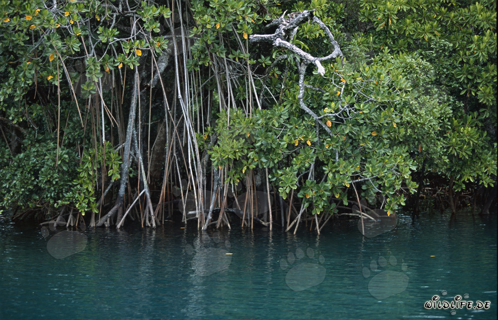 Mangrovie dense sul fiume Qara-ni-Qio