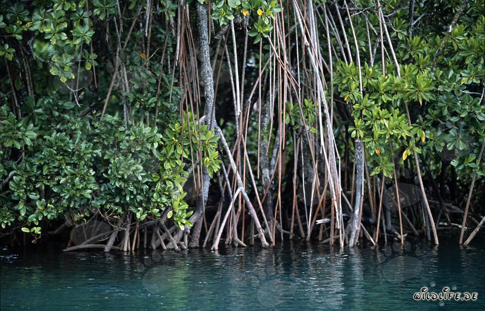 Red Mangrove vegetation at Qara-ni-Qio River
