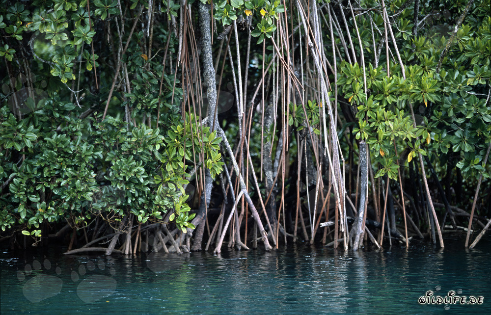 Vegetación de manglar rojo en el río Qara-ni-Qio