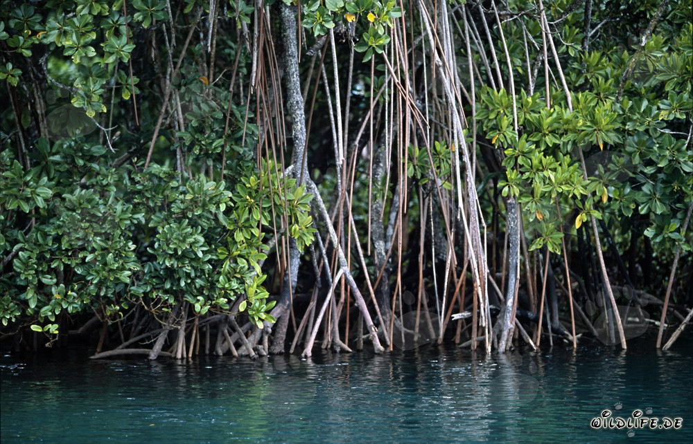 Végétation de mangrove rouge sur la rivière Qara-ni-Qio