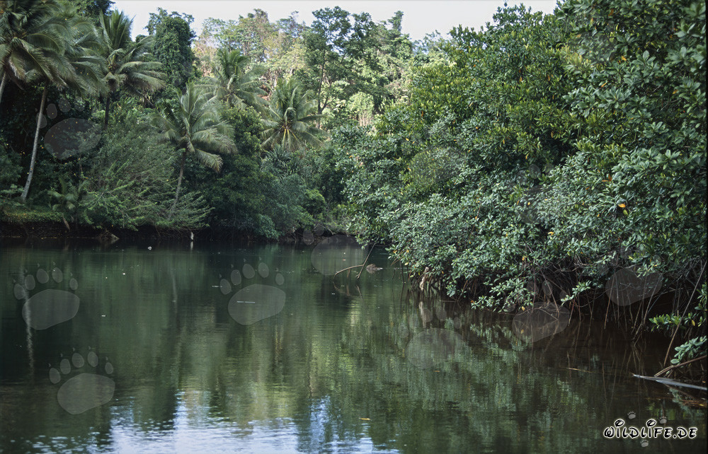 Mangroves rouges et palmiers sur les rives de la rivière Qara-ni-Qio