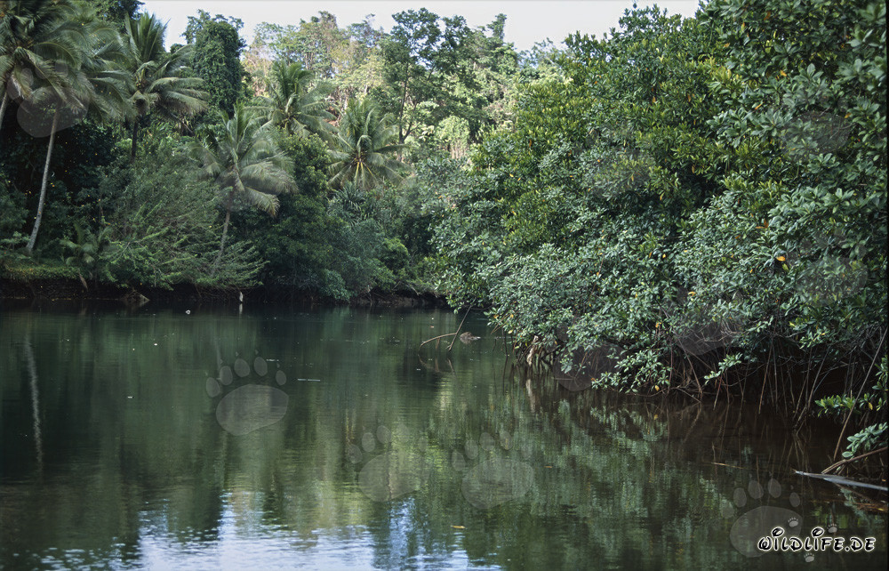 Red Mangroves and Palms on the Banks of the Qara-ni-Qio River