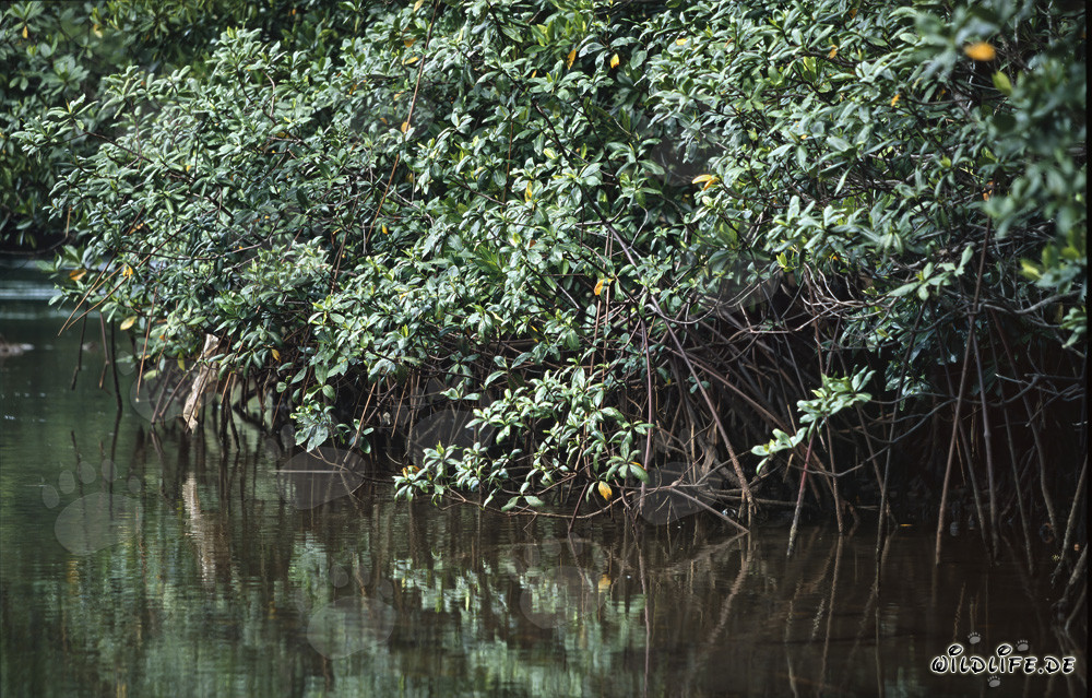 Les mangroves rouges se reflètent dans la rivière Qara-ni-Qio