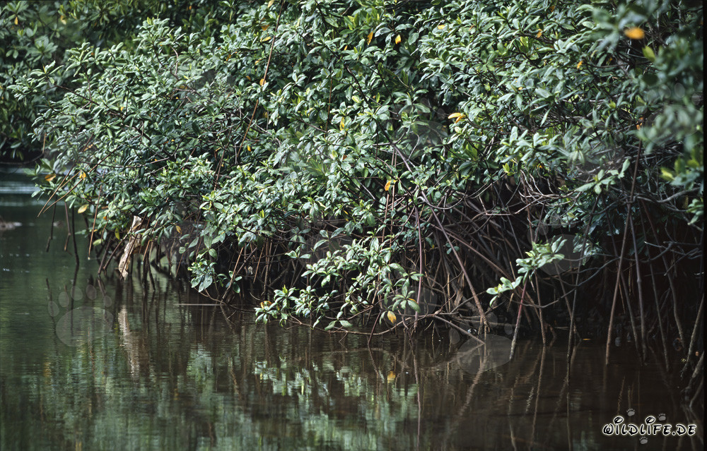 Le mangrovie rosse si riflettono nel fiume Qara-ni-Qio