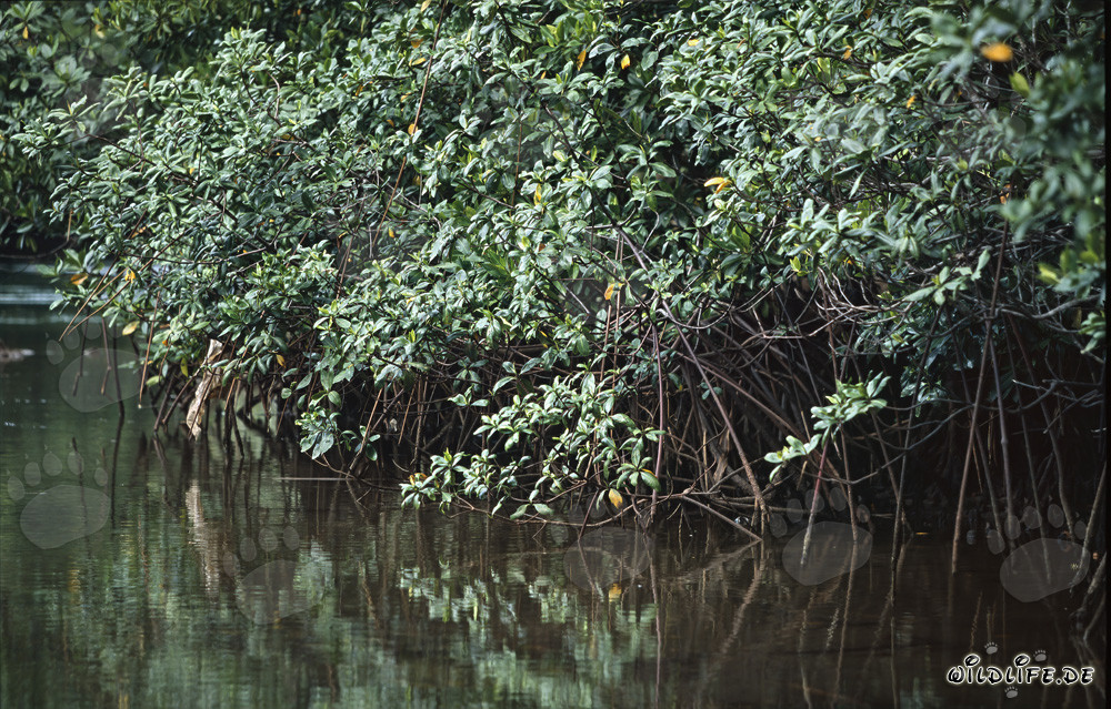 Red Mangrove (Rhizophora mangle L.)