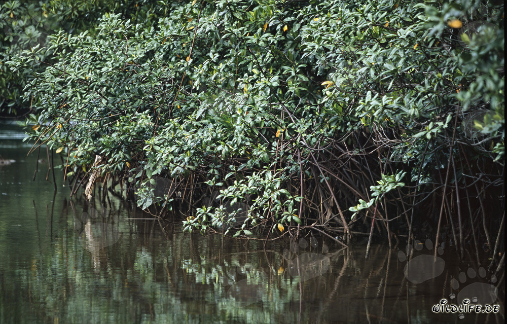 Rote Mangroven spiegeln sich im Qara-ni-Qio River