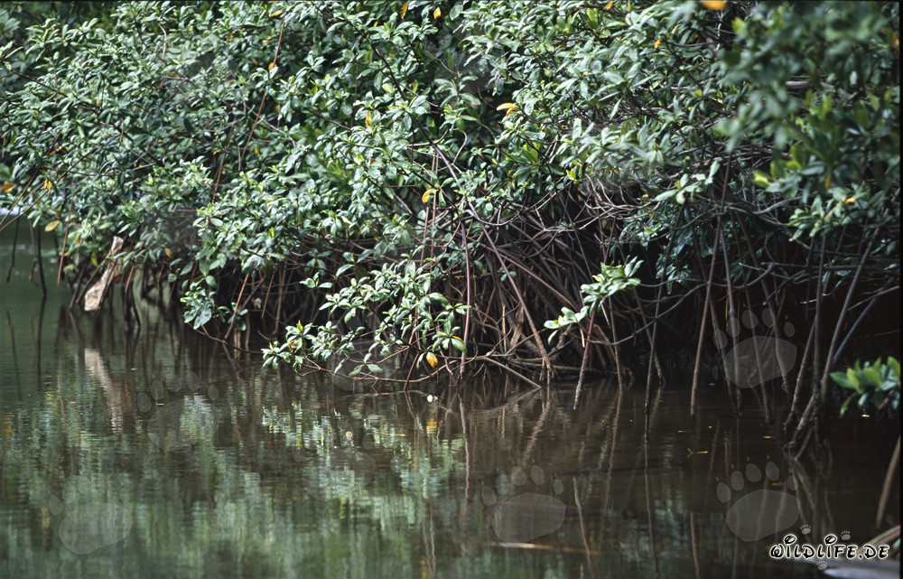 Mangrove rouge fascinante dans la rivière Qara-ni-Qio, Fidji