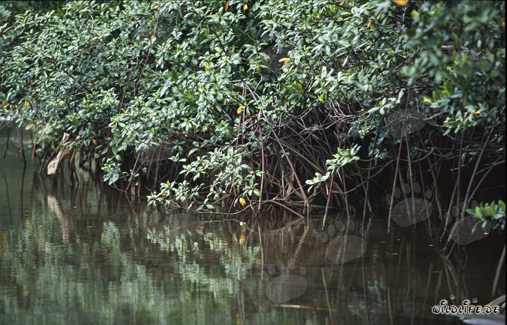 Fascinating Red Mangrove in the Qara-ni-Qio River, Fiji