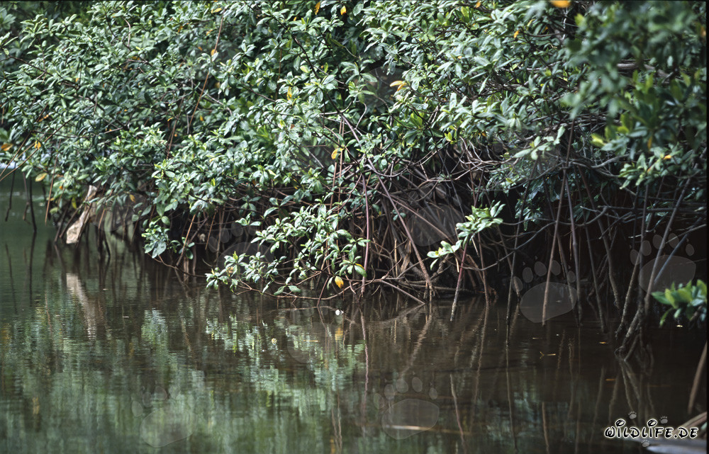 Faszinierende rote Mangrove im Qara-ni-Qio River, Fiji