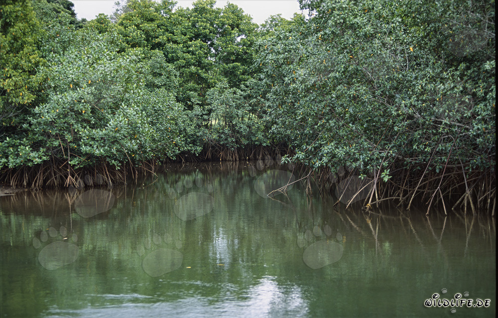 Mangroves rouges sur la rive de la rivière Qara-ni-Qio