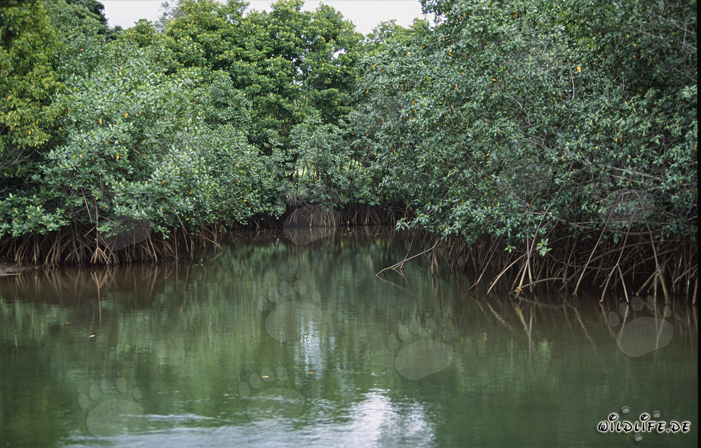 Red Mangroves at the Qara-ni-Qio Riverbank