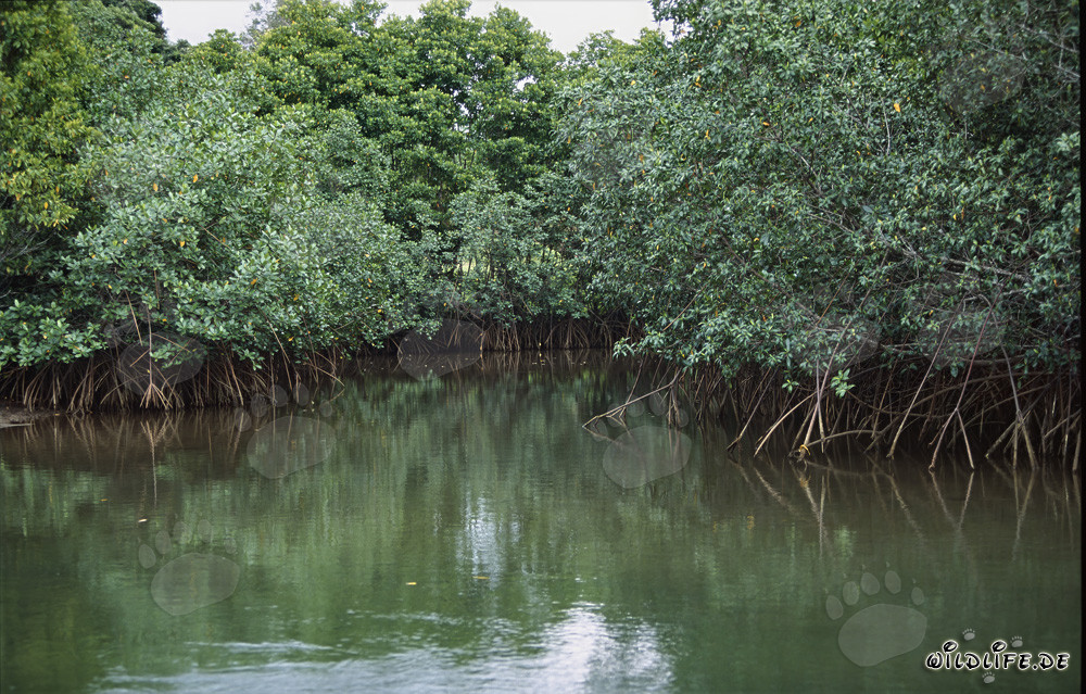 Rote Mangroven am Qara-ni-Qio Riverufer