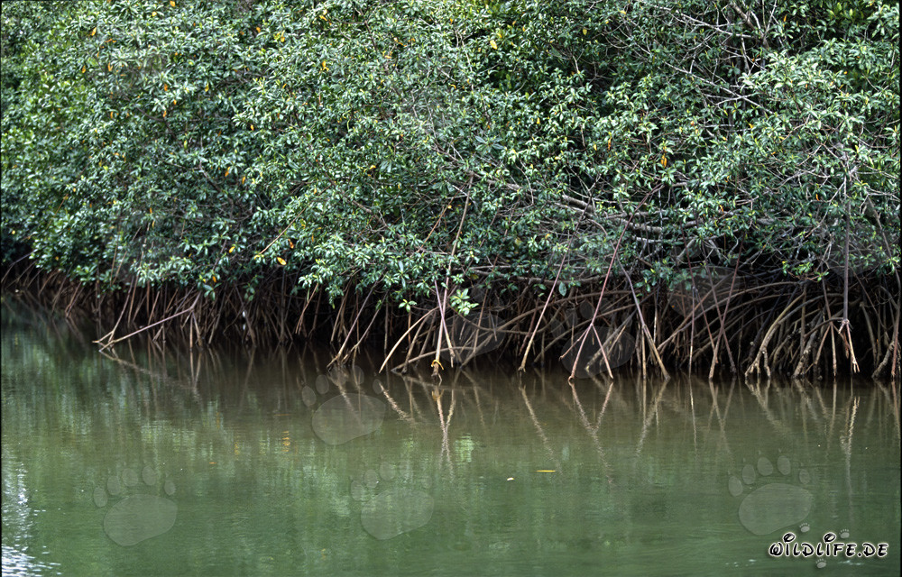 Mangroves rouges dans la rivière Qara-ni-Qio