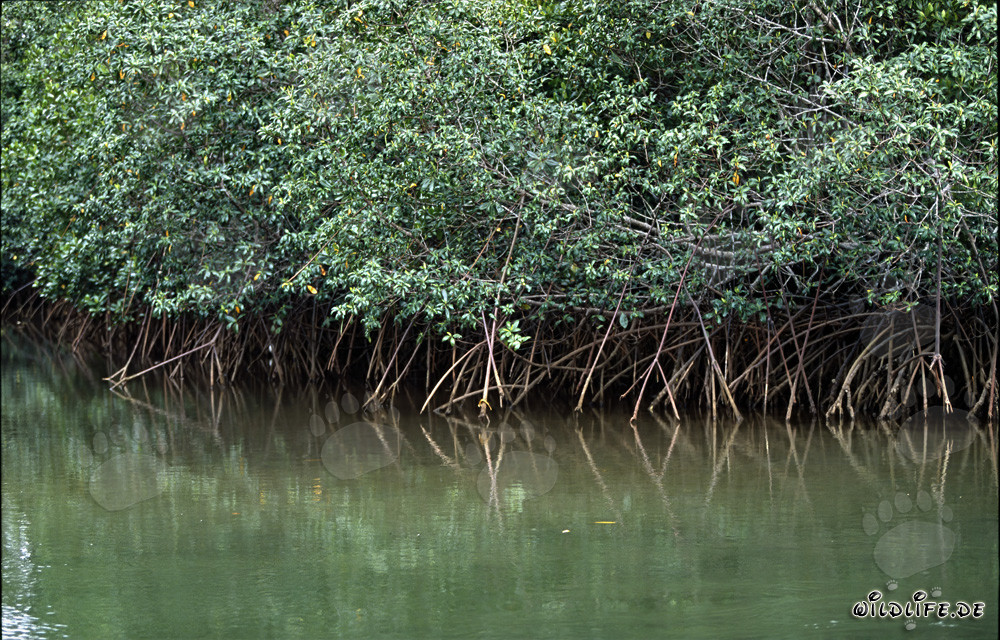 Red Mangroves in Qara-ni-Qio River
