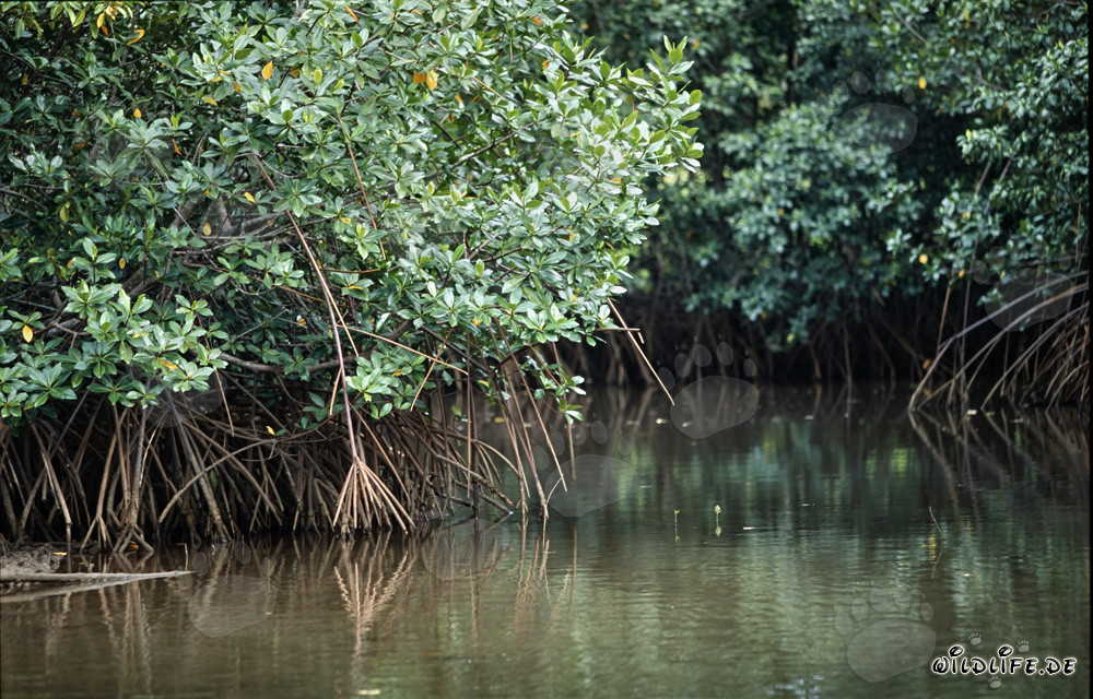 Mangrove rouge dans la mangrove du bras du fleuve Qara-ni-Qio