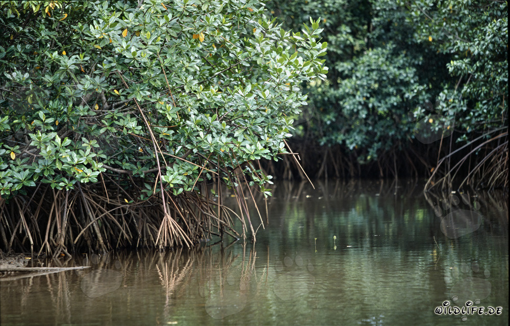 Red Mangrove in the mangrove forest on a Qara-ni-Qio River side arm