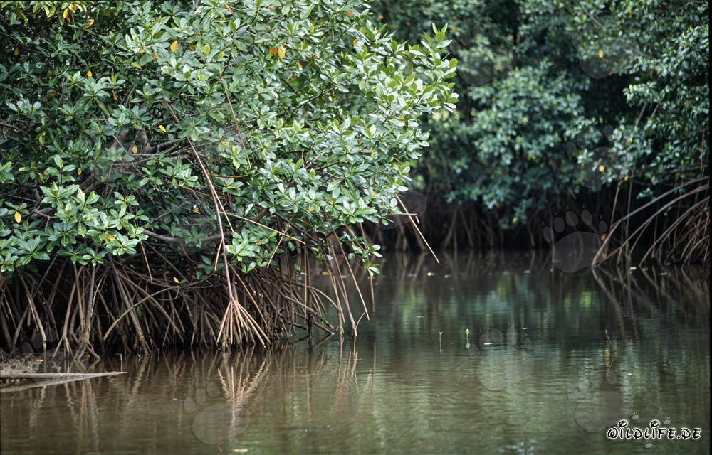 Rote Mangrove im Mangrovenwald am Qara-ni-Qio River Seitenarm