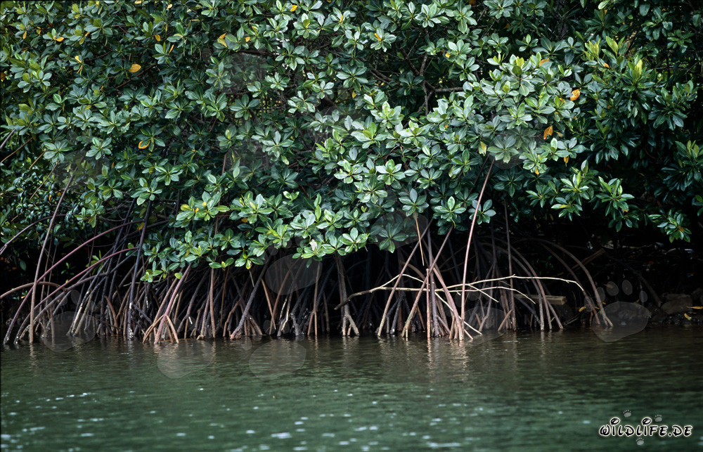 Mangroves rouges mystiques sur les rives de la rivière Qara-ni-Qio