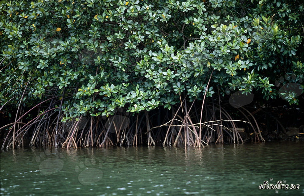 Mangrovie rosse mistiche sulle rive del fiume Qara-ni-Qio