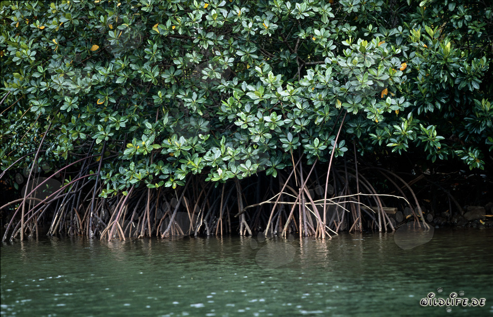 Mystical Red Mangroves on the Banks of the Qara-ni-Qio River