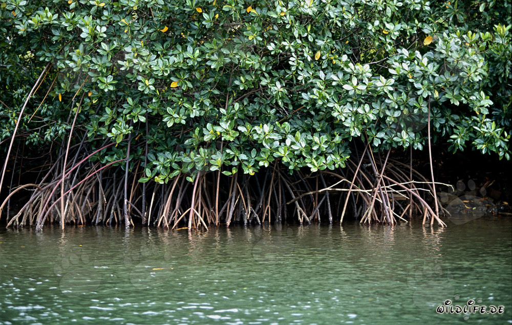 Mangroves rouges mystérieux sur la rivière Qara-ni-Qio aux Fidji