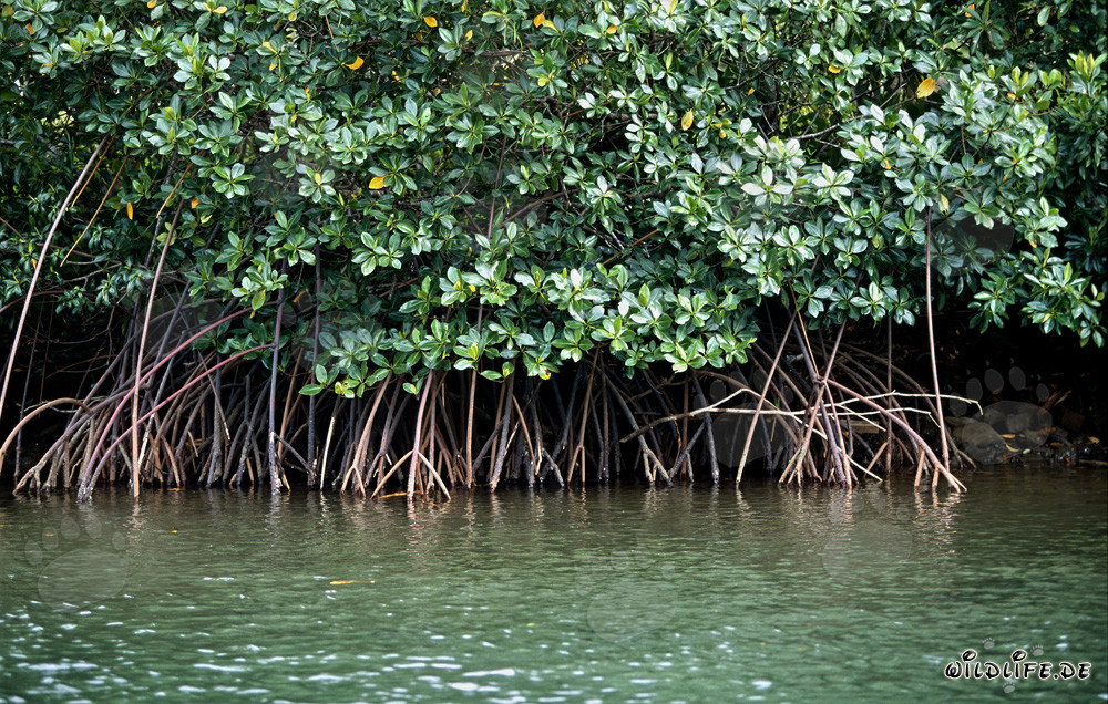 Mangrovie rosse misteriose sul fiume Qara-ni-Qio alle Figi