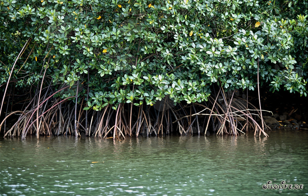 Mysterious Red Mangroves at Qara-ni-Qio River in Fiji