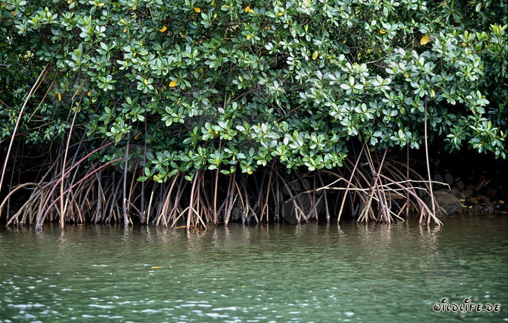 Geheimnisvolle Rote Mangroven am Qara-ni-Qio River in Fiji