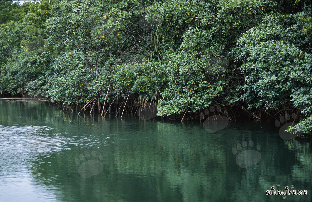 Les mangroves rouges se reflètent dans l'eau de la rivière Qara-ni-Qio