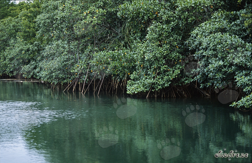 Mangrovie rosse si riflettono nell'acqua del fiume Qara-ni-Qio