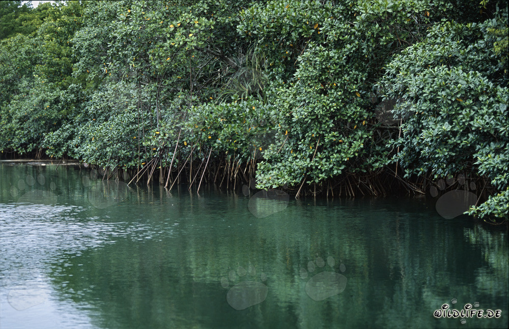 Red Mangroves reflecting in the water of the Qara-ni-Qio River