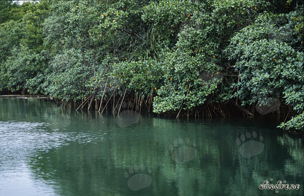 Rote Mangroven spiegeln sich im Wasser des Qara-ni-Qio River